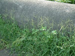 馬唐[禾本目禾本科植物]
