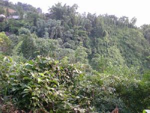 麻立山村生態林