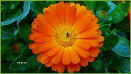 採花蒼蠅 採花蒼蠅