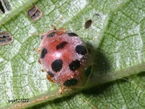 苧麻十星瓢蟲 苧麻十星瓢蟲