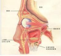 黴菌性鼻炎 黴菌性鼻炎