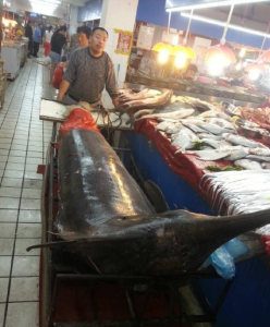 青島漁民捕獲重達690斤“箭魚王”