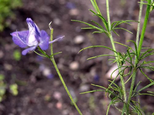 葉羽狀,分為許多線形的小葉