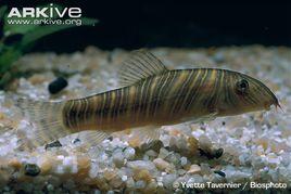 條紋沙鰍 條紋沙鰍