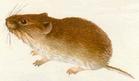 莫氏田鼠
