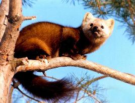 紫貂[貂屬動物的一種]