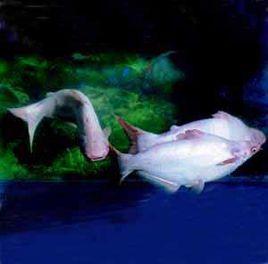 淡水白鯊 淡水白鯊