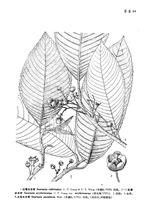 紅果水東哥 紅果水東哥