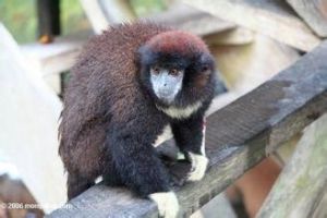 白領伶猴 白領伶猴