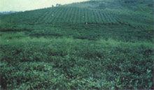 永豐墾殖場 永豐墾殖場