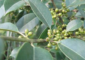 福建冬青 福建冬青