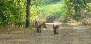 河南焦作太行山獼猴自然保護區