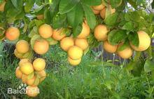 西柚碩果纍纍