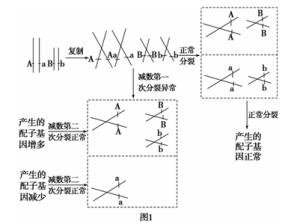 配子減數分裂 配子減數分裂