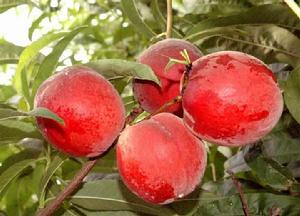 美國超紅蜜桃 美國超紅蜜桃