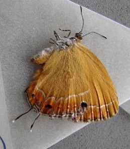 天使工灰蝶 天使工灰蝶