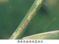 球莖茴香灰斑病 球莖茴香灰斑病