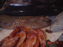 海鱔的各種圖片