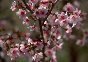 開滿櫻花的天堂 開滿櫻花的天堂