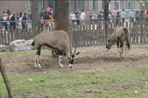 北京動物園羚羊館