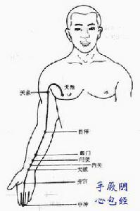 手厥陰心包經 手厥陰心包經