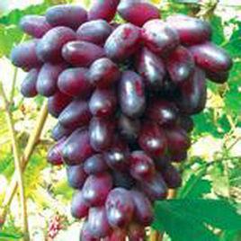魏可葡萄苗 魏可葡萄苗