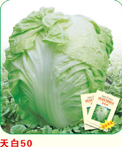 天白50