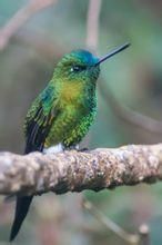 藍頂毛腿蜂鳥 藍頂毛腿蜂鳥