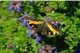 巴彥寶拉格蘇木