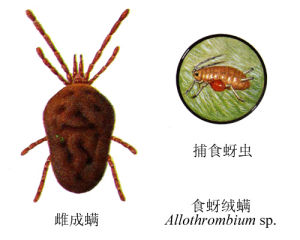 食蚜絨蟎