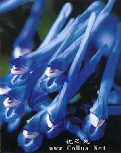 穆坪紫堇 穆坪紫堇