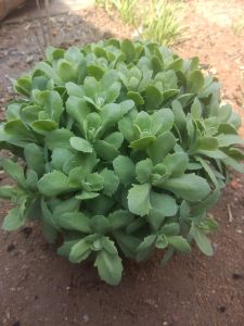 對葉景天 對葉景天