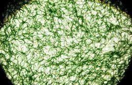 藻狀菌類 藻狀菌類