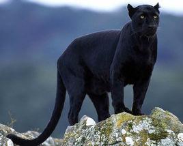 黑美洲豹 黑美洲豹