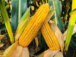 鄭原玉432 鄭原玉432