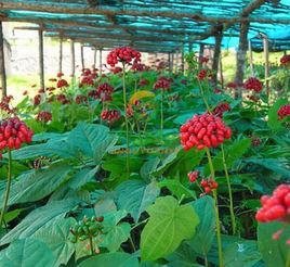 西洋參種植 西洋參種植