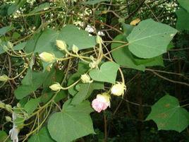 狗頭芙蓉[狗頭芙蓉]