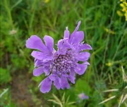 台灣藍盆花 台灣藍盆花