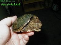 麝香龜