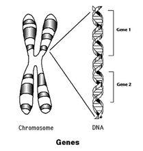 染色體