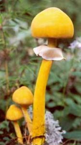 金蓋鱗傘 金蓋鱗傘