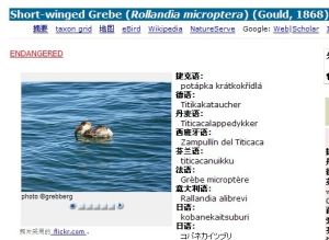 Short-winged Grebe (Rollandia microptera) (Gould, 1868)