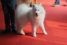 null[哺乳綱動物]