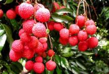 荔枝[水果類植物]