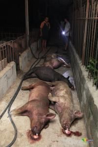 電擊樣死亡 電擊樣死亡