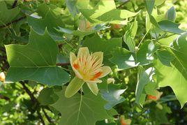 雜交馬褂木 雜交馬褂木