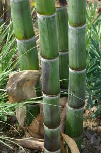 牛麻箭竹 牛麻箭竹