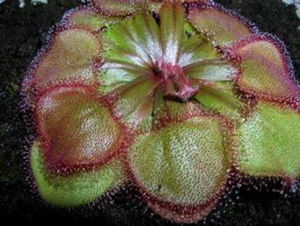 大肉餅毛氈苔 大肉餅毛氈苔