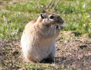 紅尾沙鼠 紅尾沙鼠