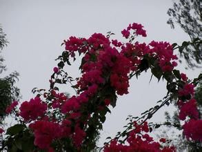 廣東杜鵑 廣東杜鵑